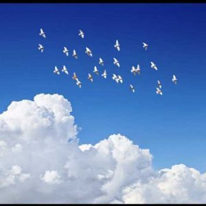 دانلود آهنگ فریبرز سلیمی خون ارغوانها